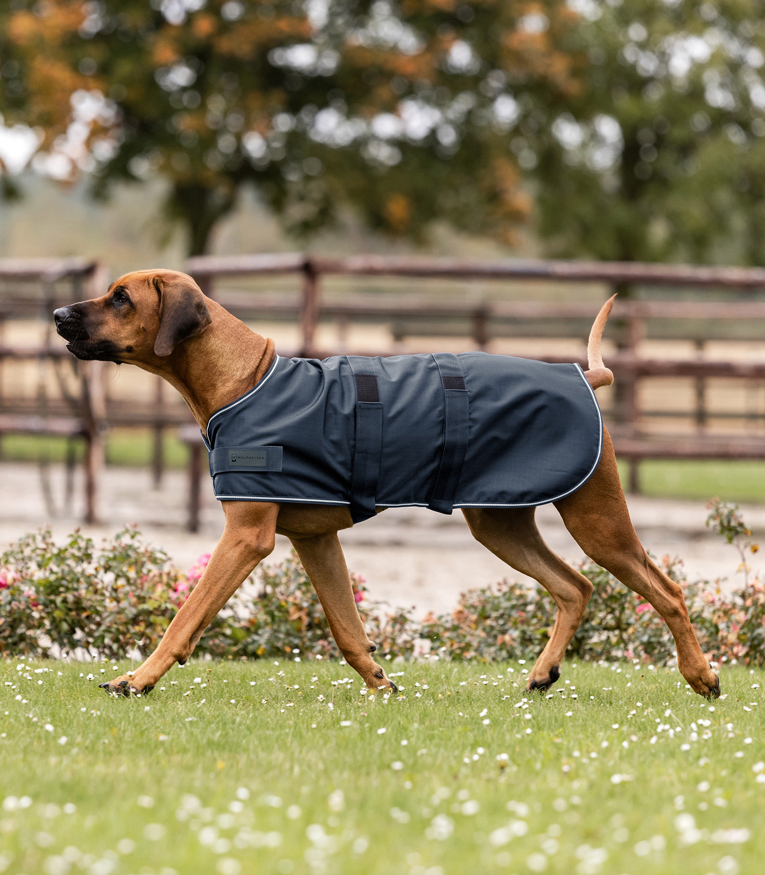 Coperta per cani da pioggia