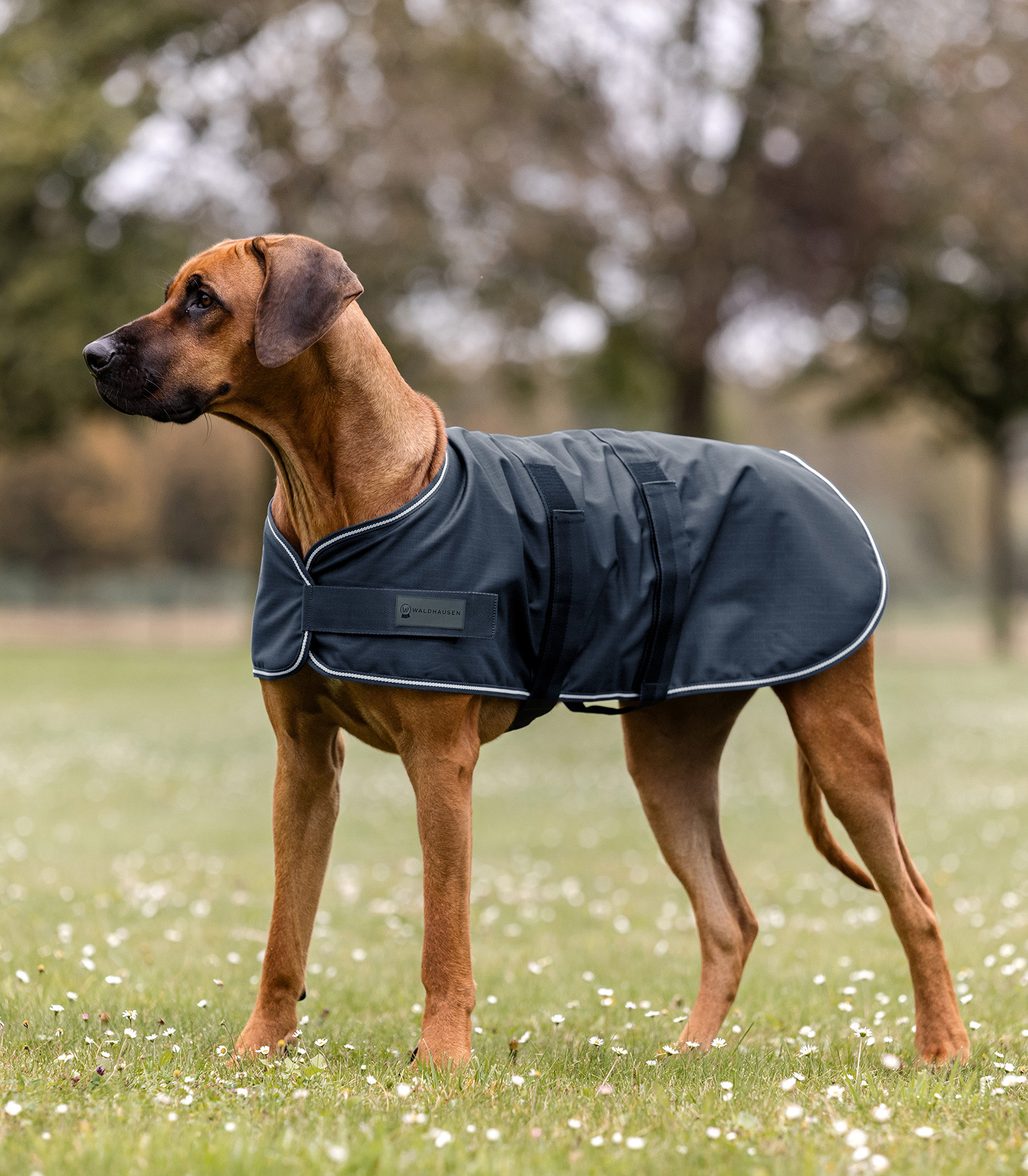 Coperta per cani da pioggia