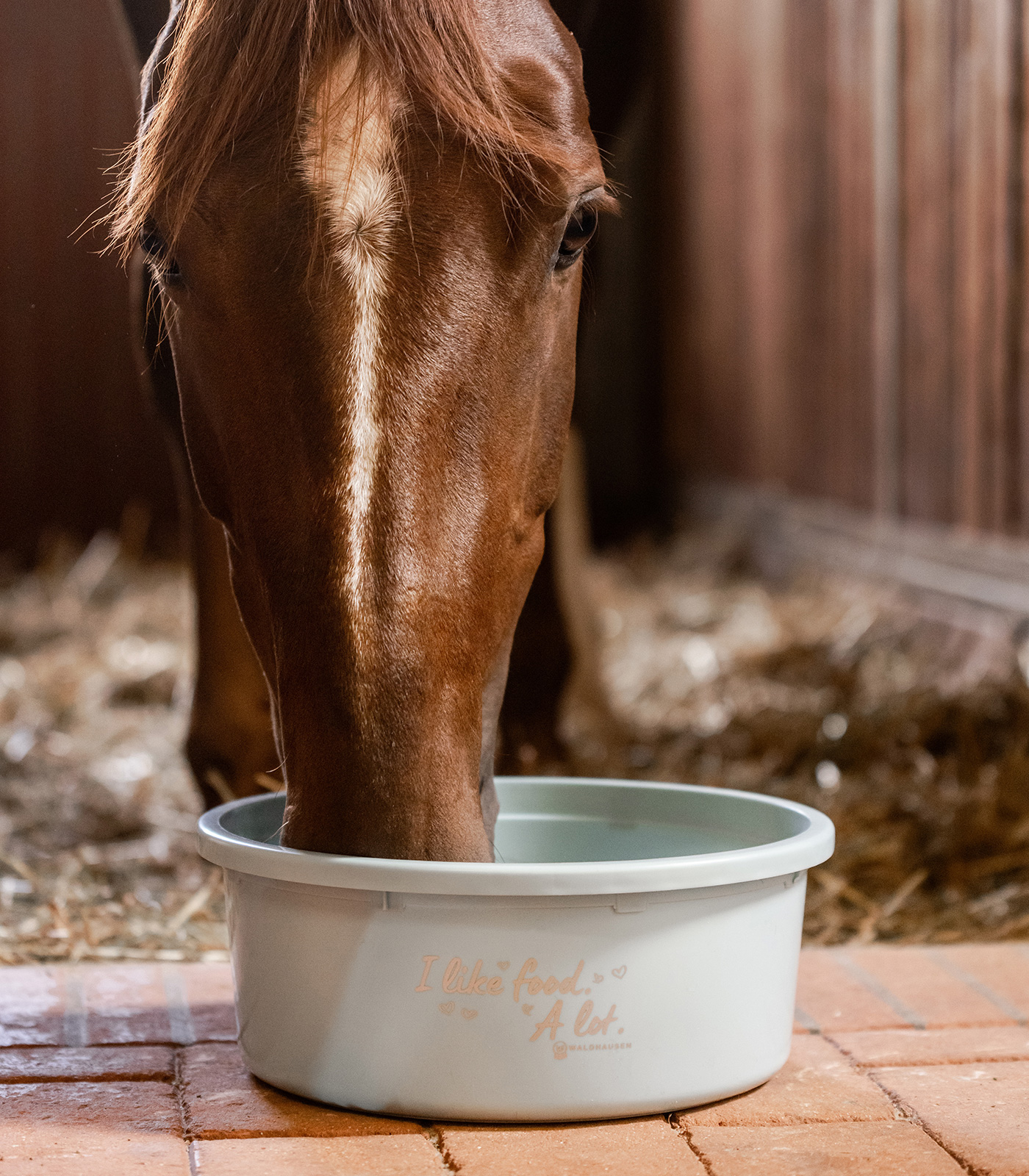 XL Feeding Bowl with lid