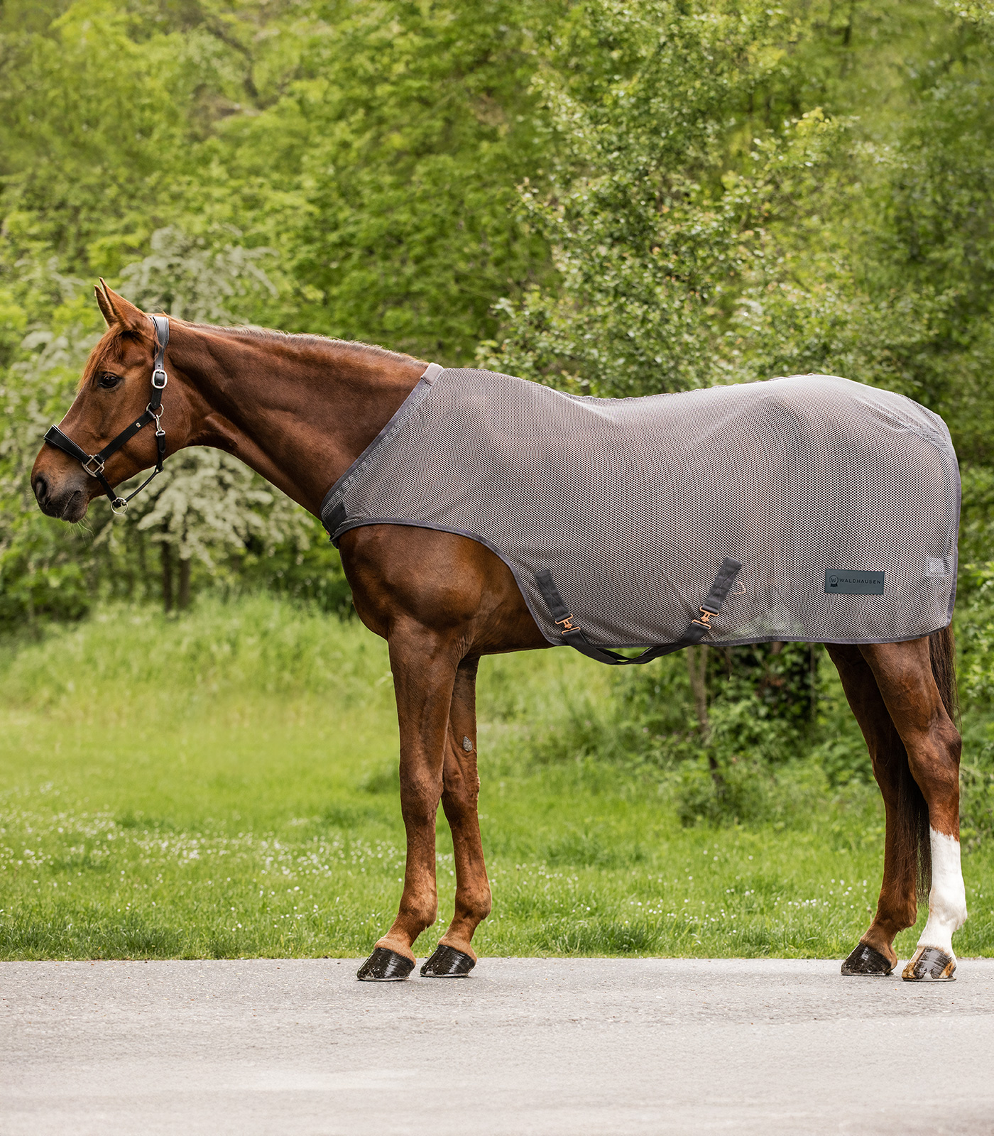 COMFORT Fly-Horse Walker Rug