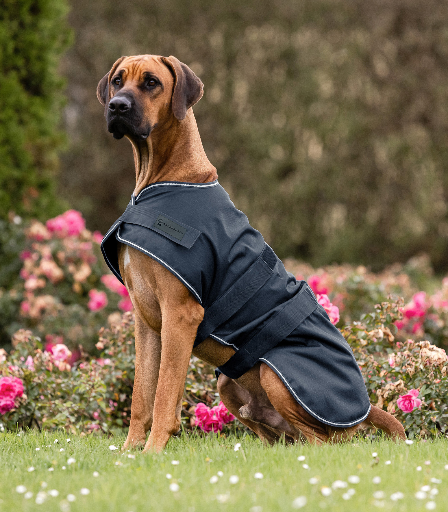 Dog Raincoat