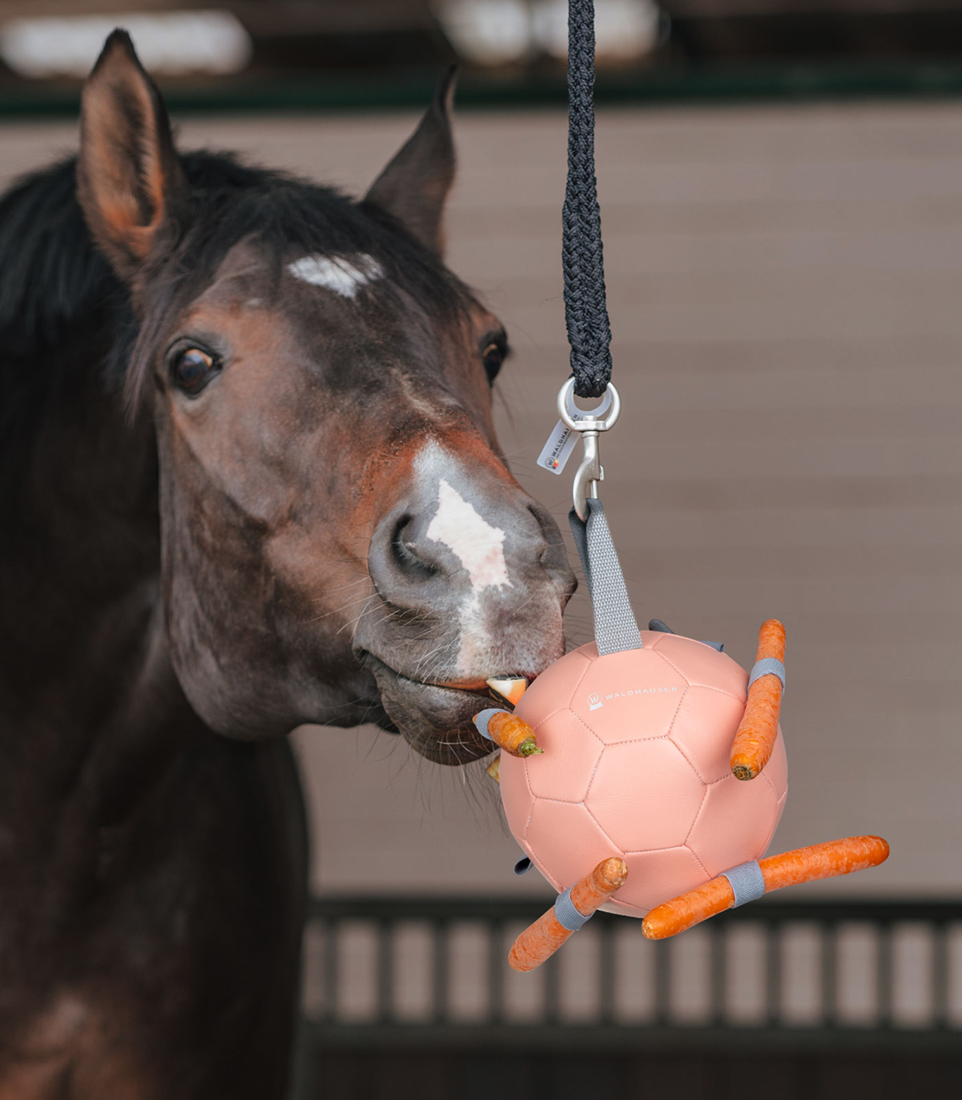 Pelota de zanahorias