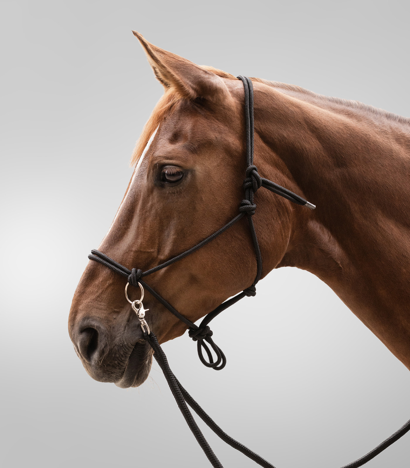 Knotted Halter with reins black