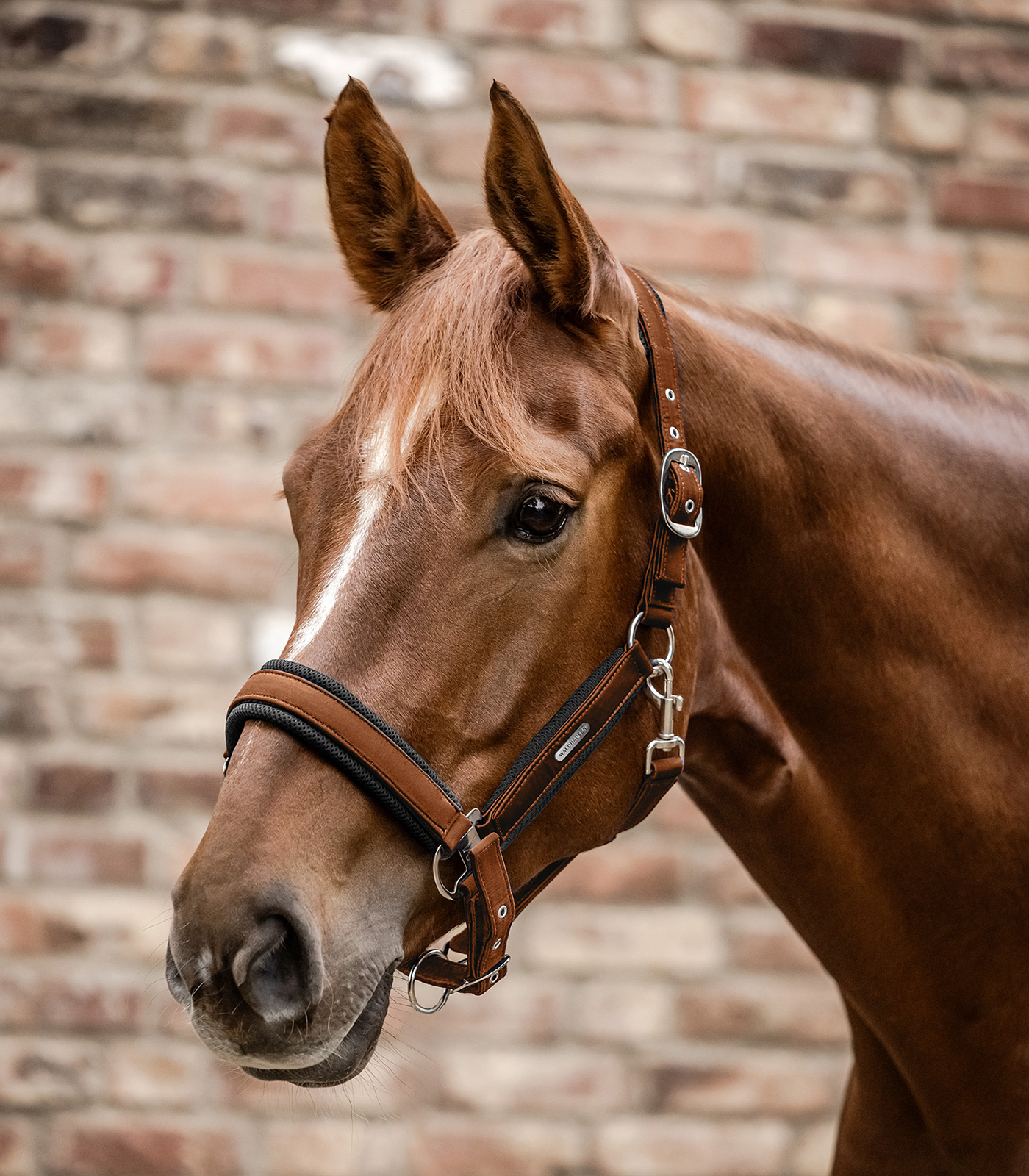 Breath Halter cinnamon