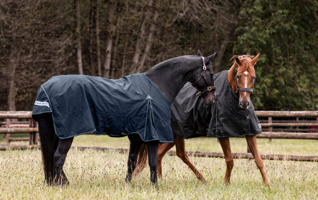 Pferd eindecken - Mit diesen Tipps gelingt's