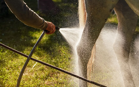  How to wash your horse properly: Tips for a gentle care