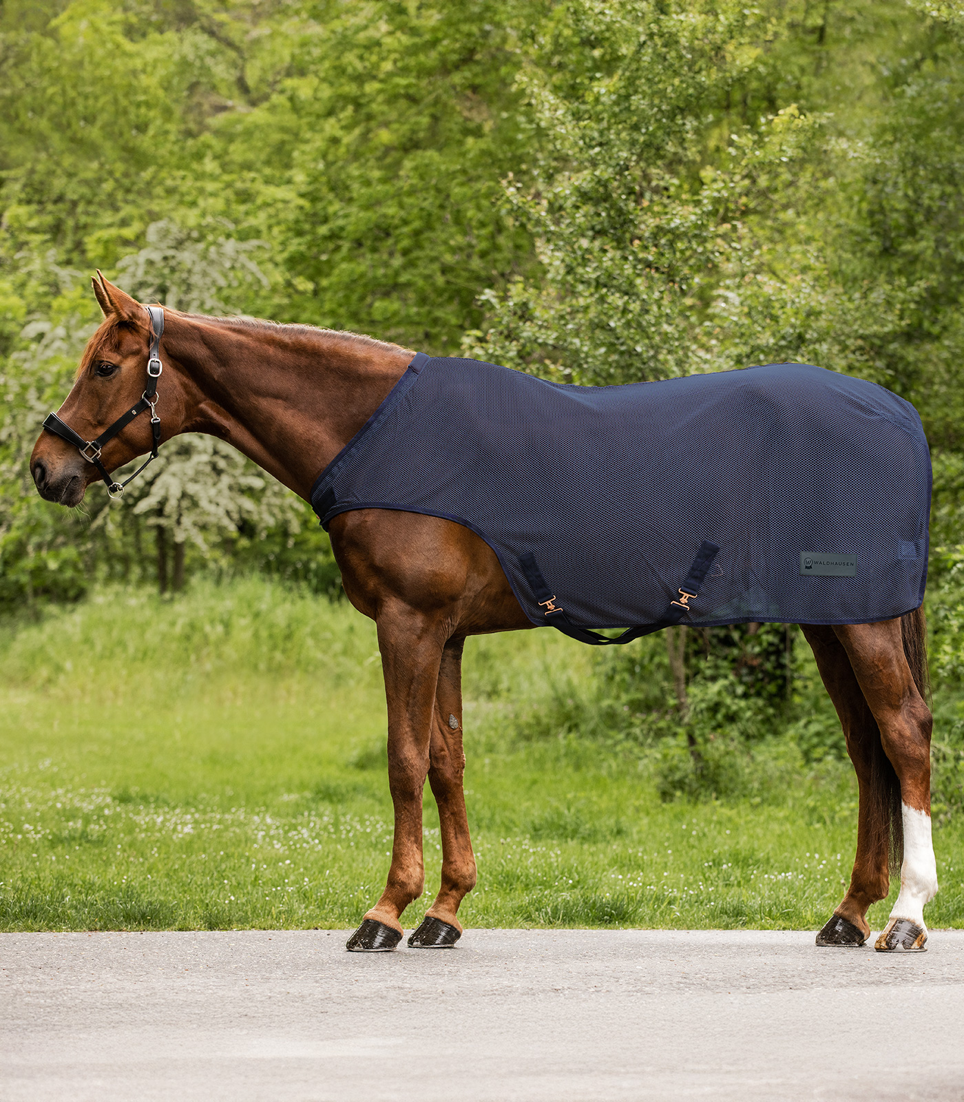 COMFORT Fly-Horse Walker Rug