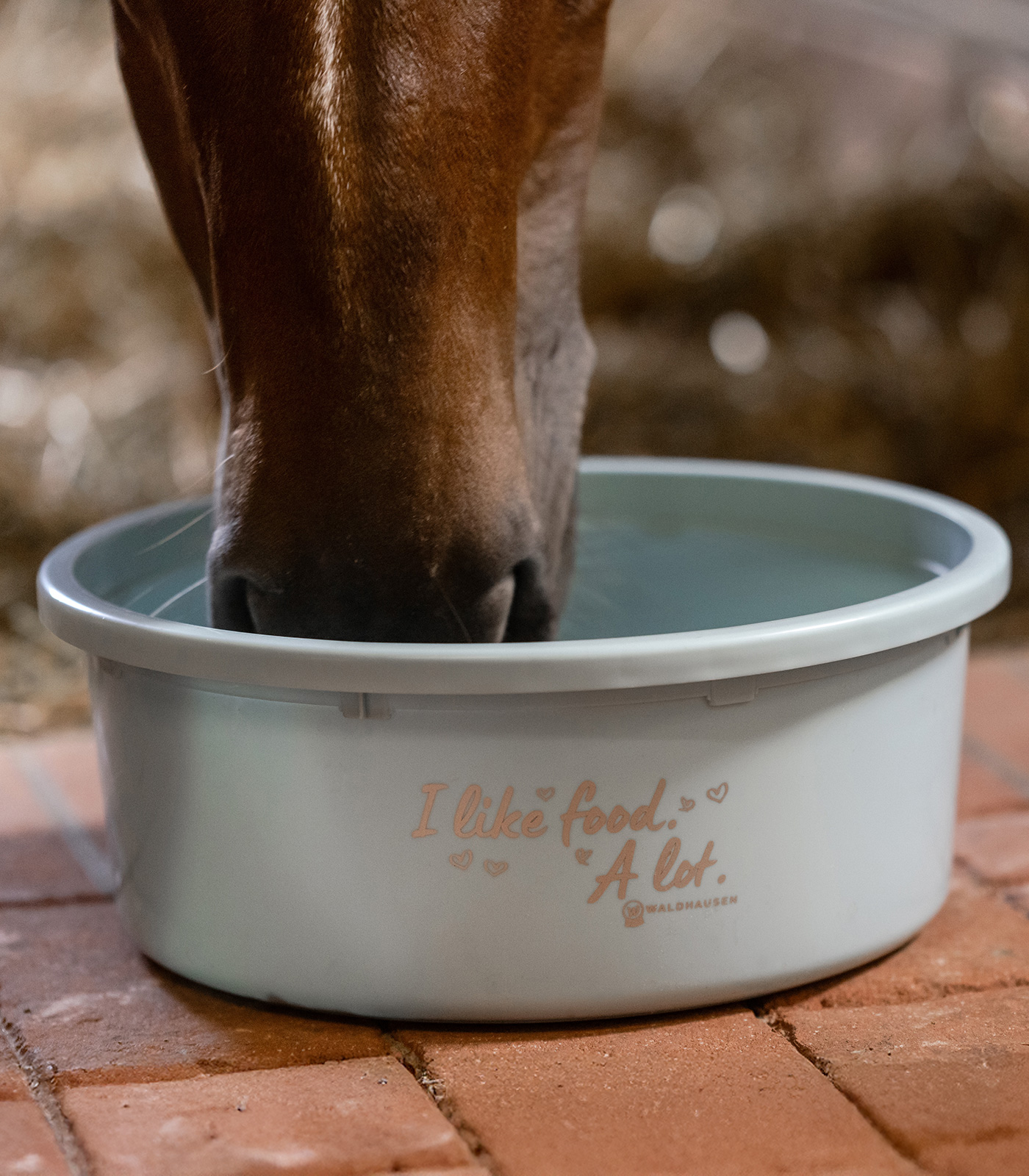 XL Feeding Bowl with lid